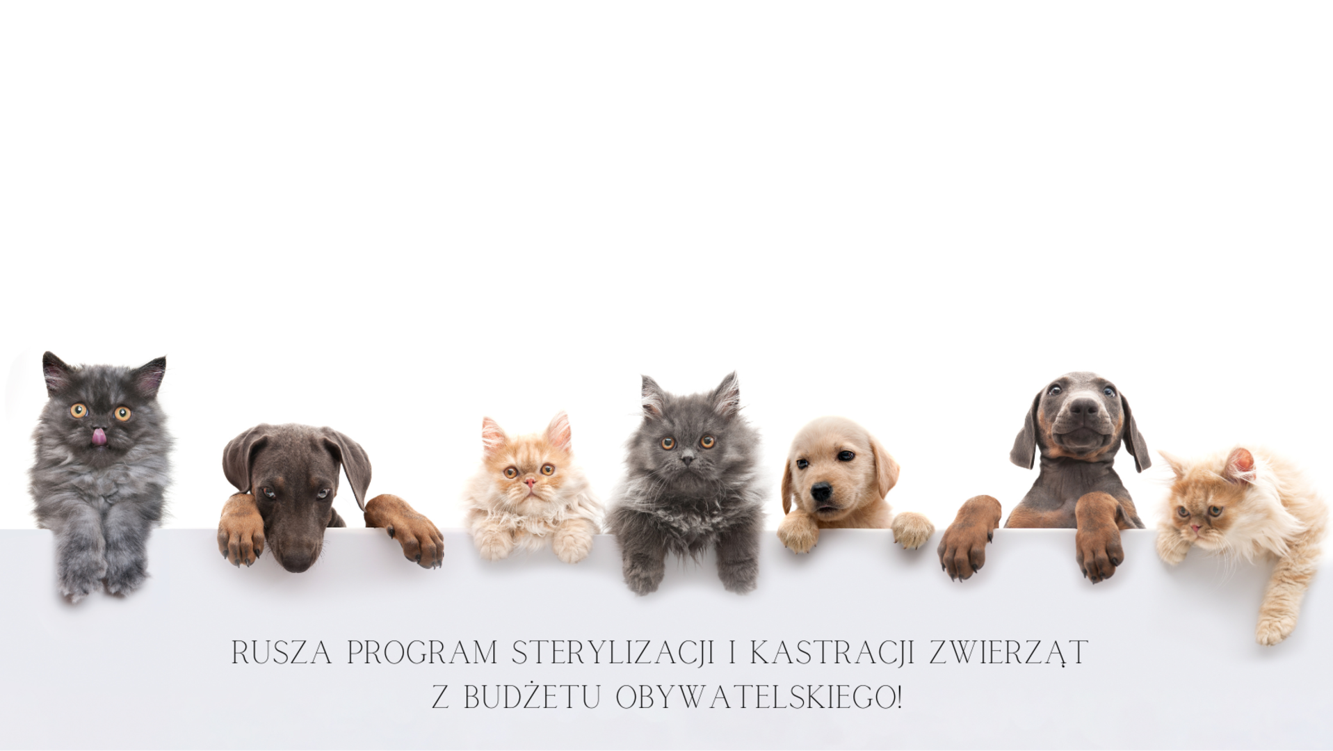 Rusza program sterylizacji i kastracji zwierząt z Budżetu Obywatelskiego!